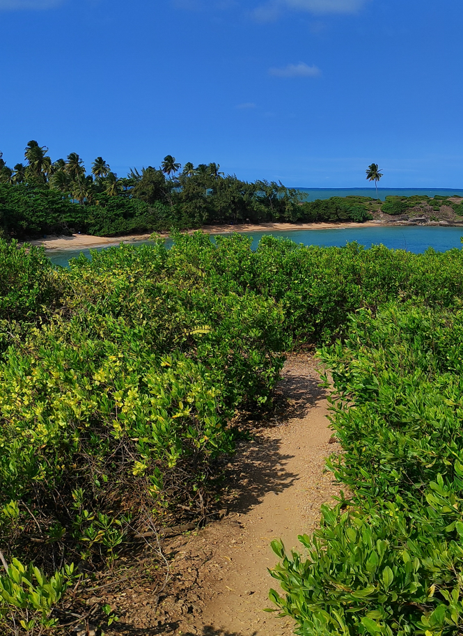 Vegetação na ilha de santo aleixo