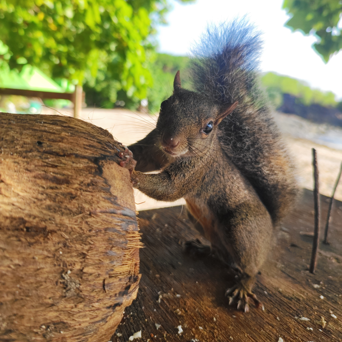 Esquilos na ilha de santo aleixo pernambuco